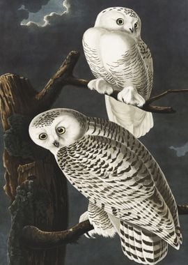 Snowy Owl James Audubon