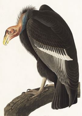 Californian Vulture