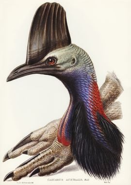 Australian Cassowary