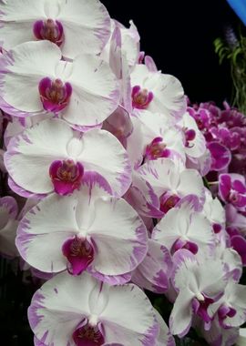 White Lilac Orchids