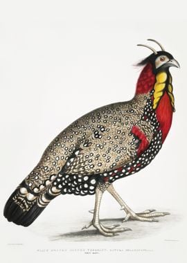 Black head Horned Pheasant