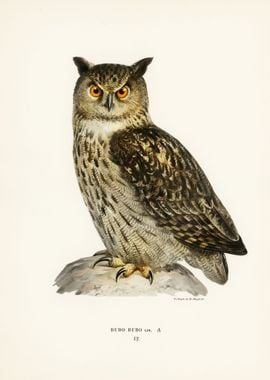 Eurasian eagle owl 