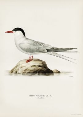 Arctic tern Sterna