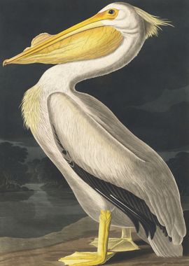 American White Pelican 