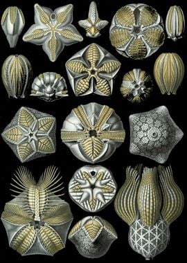 Haeckel Blastoidea