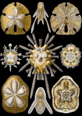 Haeckel Echinidea