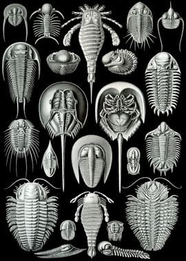 Haeckel Aspidonia