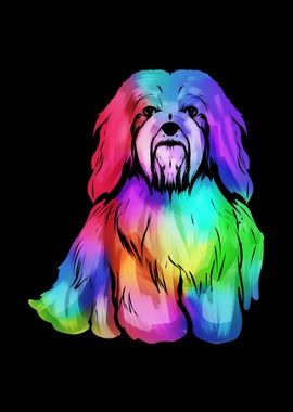 Multicolored Havanese Dog