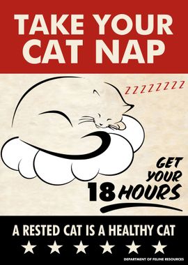 FUNNY CAT Cat Nap