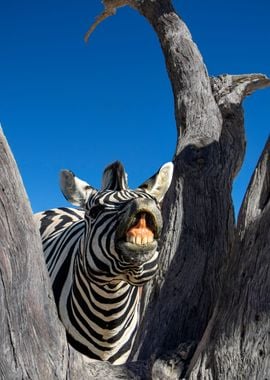 zebra