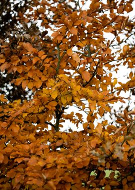 Autumn leaves macro prints