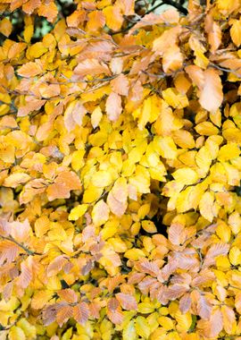 Autumn leaves macro prints