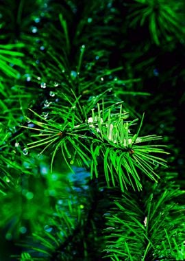 Wet Green Spruce Needles