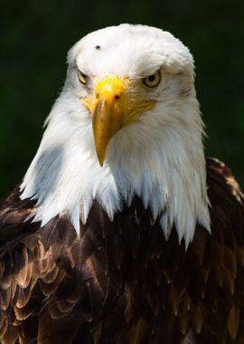 The look of a bald eagle