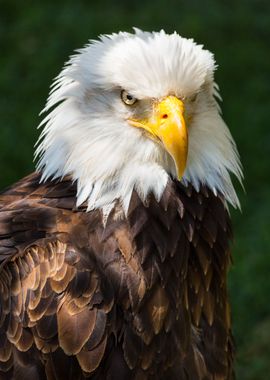 The look of a bald eagle