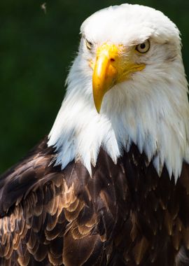 The look of a bald eagle