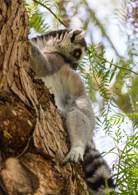 Lovely small lemur