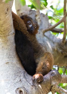 Lovely small lemur