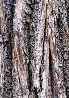 Tree Bark Of Brown Color