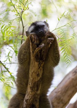 Lovely small lemur