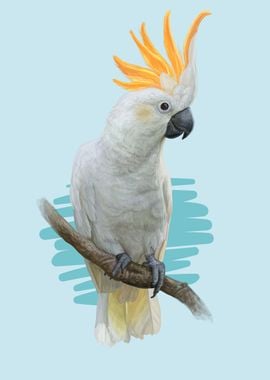 cockatoo