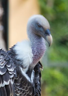 Majestic vulture