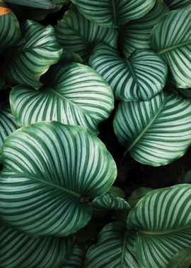 Tropical leaves Plants