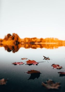 maple leaves water