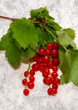 Red Currant Green Leaves