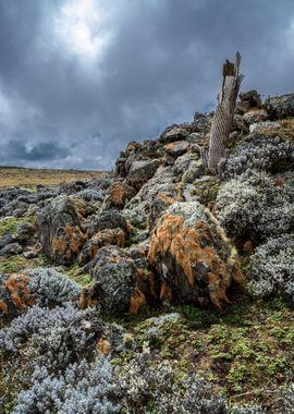 barren landscape