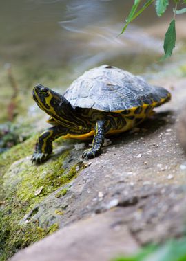 Turtle posing