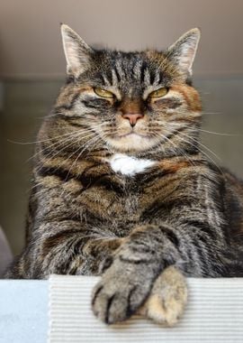 angry cat