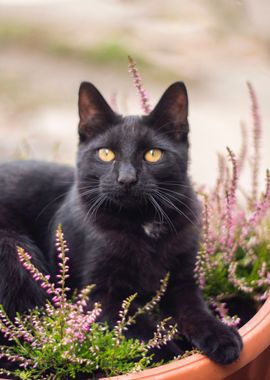 cat planter