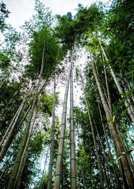 Bamboo treetop