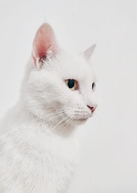 white cat eye