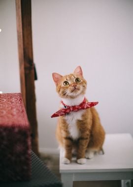 cat red handkerchief