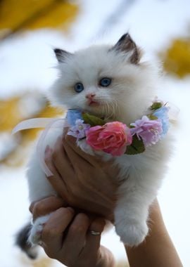 kitten cat white