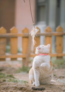 white orange cat