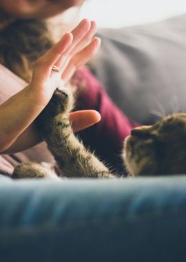 high five cat