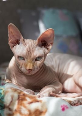 sphinx cat badspread