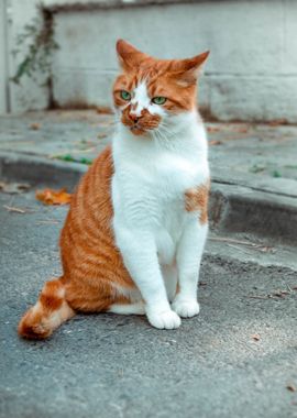 cat standing cement