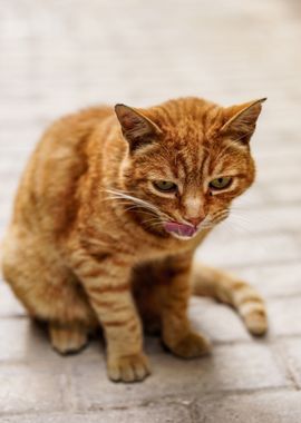 brown cat beautiful