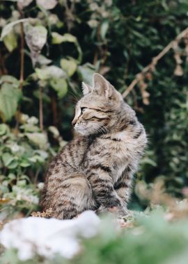 grass green leaves cat