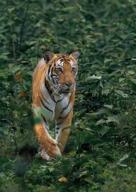 tiger near plants