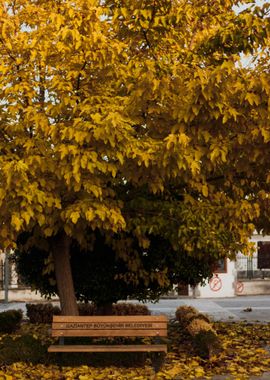 yellow leaves tree