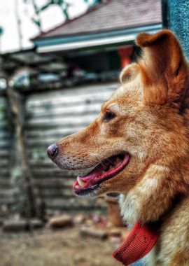 coat brown dog