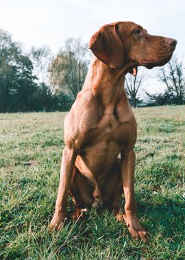 great dog brown