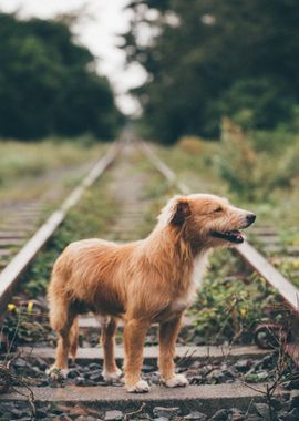 railroad brown baby dog