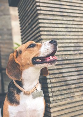 brown white dog