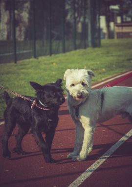 baby dog black white